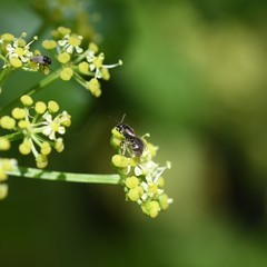 Anthophila