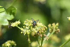 Lucilia