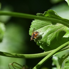 Tachina fera