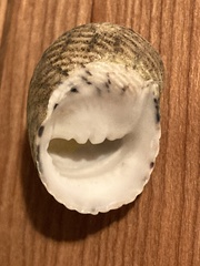 Nerita versicolor