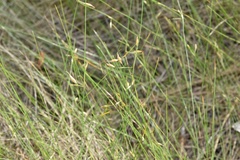 Rhynchospora oligantha