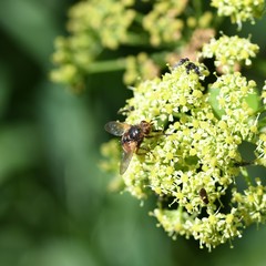 Tachina fera