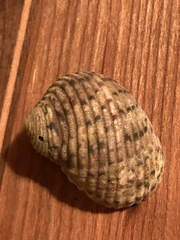 Nerita versicolor