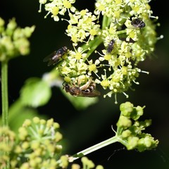 Anthophila