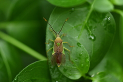 Homoeocerus walkerianus