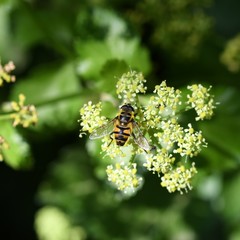 Myathropa florea