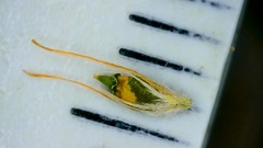 Rhynchospora oligantha