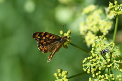 Pararge aegeria