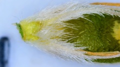 Rhynchospora oligantha