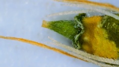 Rhynchospora oligantha