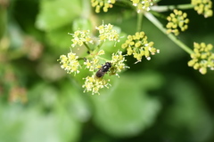 Brachycera
