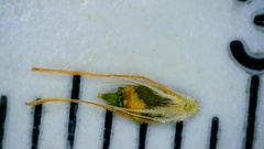 Rhynchospora oligantha