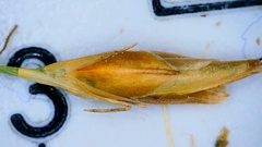 Rhynchospora oligantha