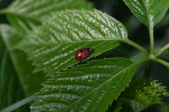 Coccinella septempunctata