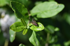 Brachycera