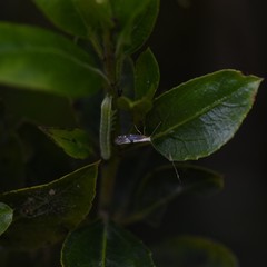 Argyresthia spinosella