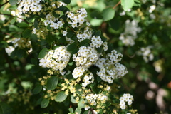 Spiraea hypericifolia
