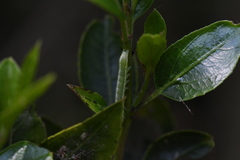 Noctuidae