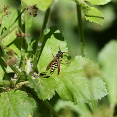 Polistes dominula