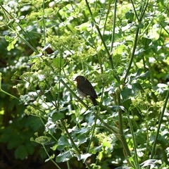 Erithacus rubecula