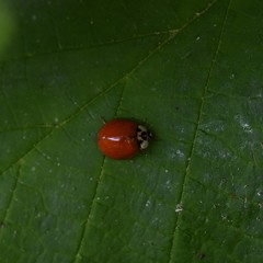 Harmonia axyridis