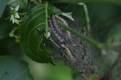 Yponomeuta