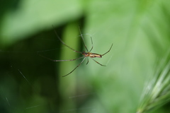 Tetragnatha