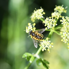Myathropa florea