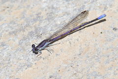 Argia hinei