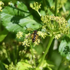 Myathropa florea