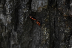 Pyrrhocoris apterus