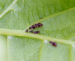 Periphyllus testudinaceus