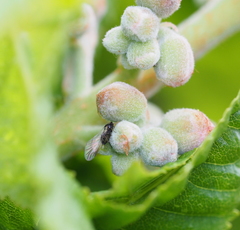 Periphyllus testudinaceus