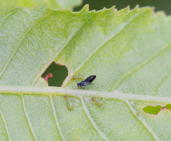 Periphyllus testudinaceus