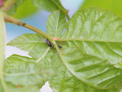 Periphyllus testudinaceus