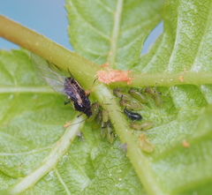 Periphyllus testudinaceus