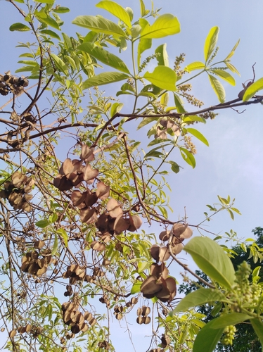 Combretum collinum