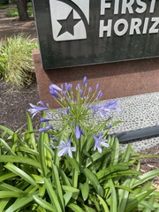 Agapanthus