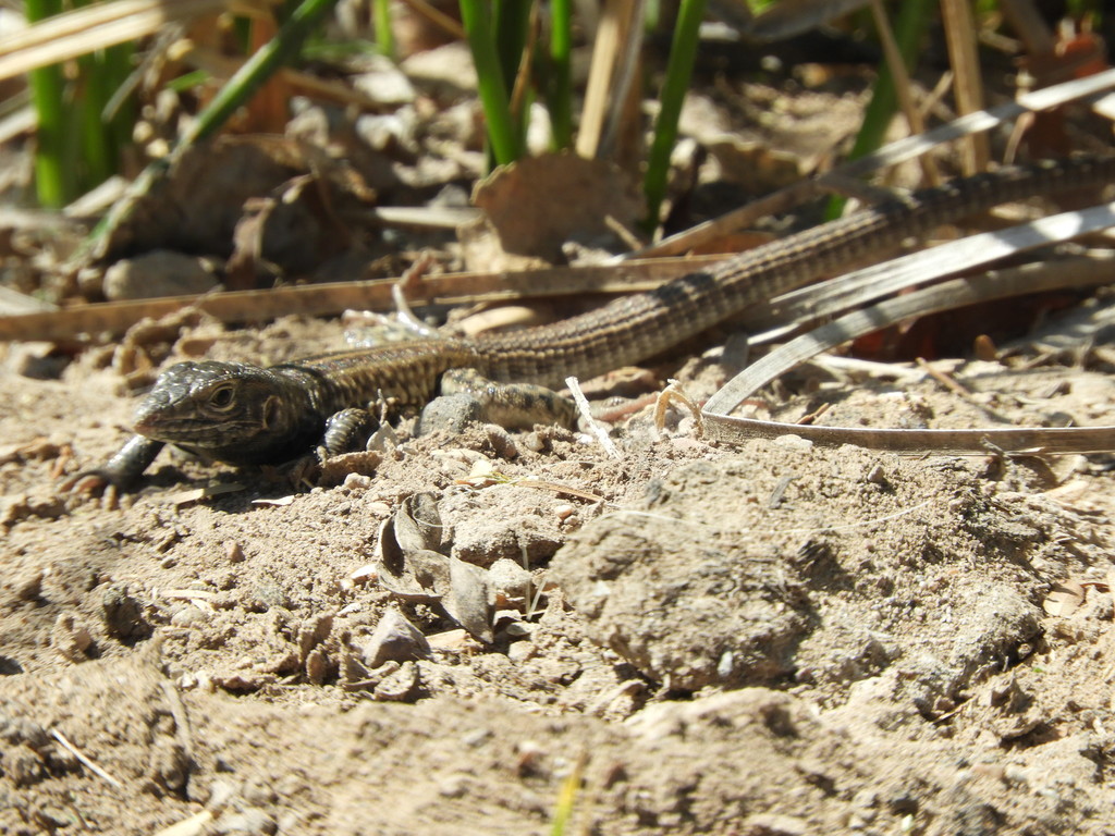 Western Whiptail From Flowing Wells, Tucson, AZ, USA On April 17, 2022 ...