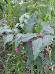 Lantana trifolia