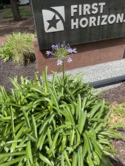 Agapanthus