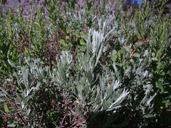 Artemisia spiciformis