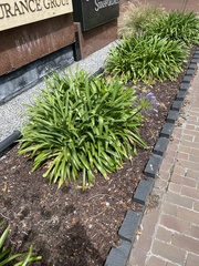 Agapanthus