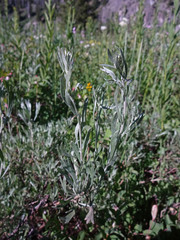 Artemisia spiciformis