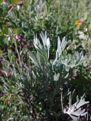 Artemisia spiciformis
