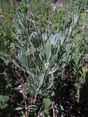 Artemisia spiciformis