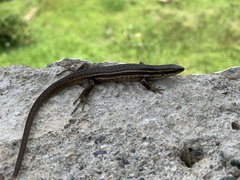 Eutropis multicarinata
