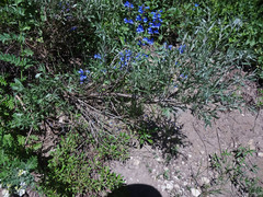 Artemisia spiciformis
