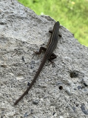 Eutropis multicarinata