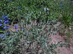 Artemisia spiciformis